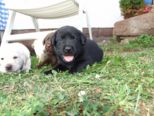 labrador100.jpg