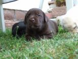 labrador106.jpg