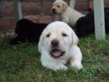 labrador109.jpg