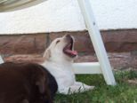 labrador116.jpg