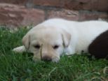 labrador153.jpg