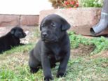 labrador154.jpg