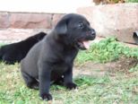 labrador155.jpg