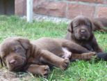 labrador157.jpg