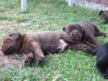 labrador159.jpg