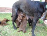 labrador175.jpg
