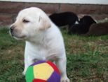 labrador180.jpg