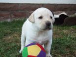 labrador181.jpg