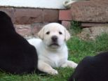 labrador182.jpg