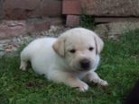 labrador184.jpg