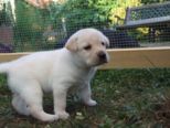 labrador196.jpg