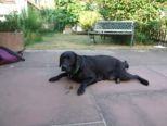 labrador197.jpg