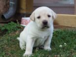 labrador201.jpg