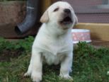 labrador202.jpg