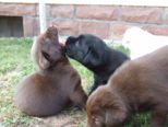 labrador205.jpg