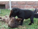 labrador207.jpg