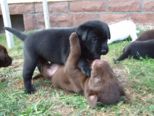 labrador211.jpg