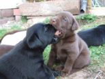 labrador214.jpg