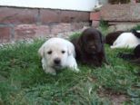 labrador215.jpg