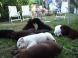 labrador218.jpg