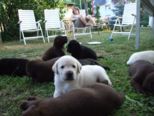 labrador220.jpg