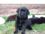 labrador225.jpg