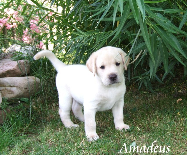 Labradorwelpe Amadeus