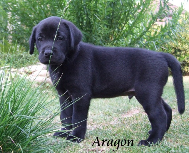 Aragon
