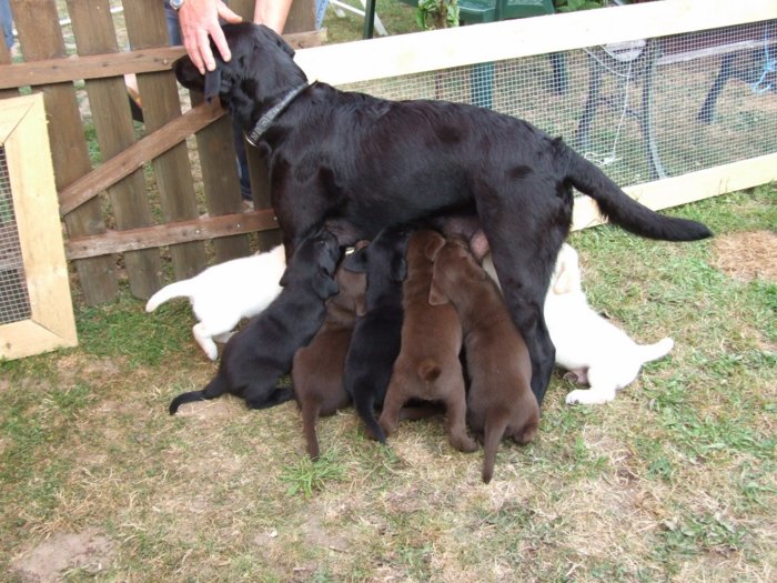 hundebabies_005.jpg