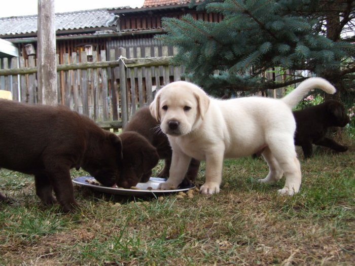 hundebabies_009.jpg