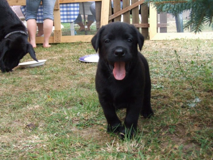hundebabies_047.jpg