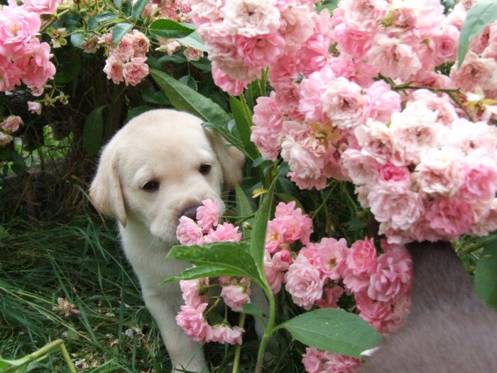 hundebabies_049.jpg