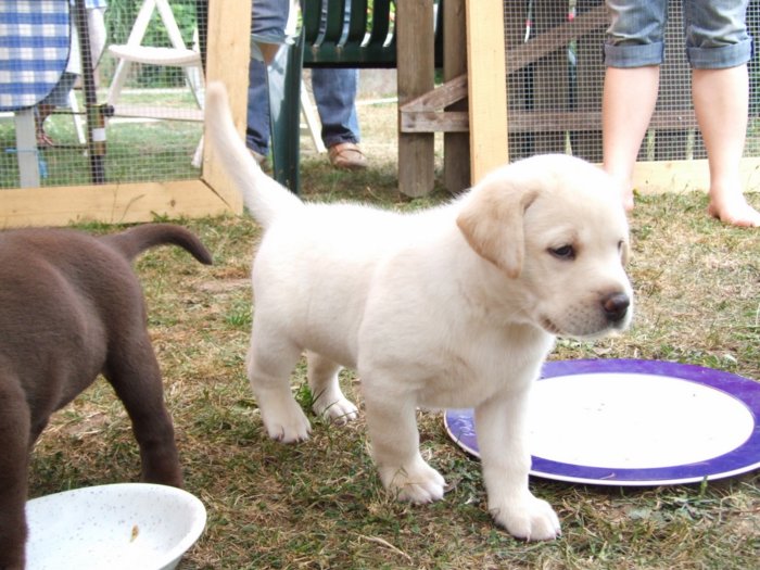 hundebabies_050.jpg