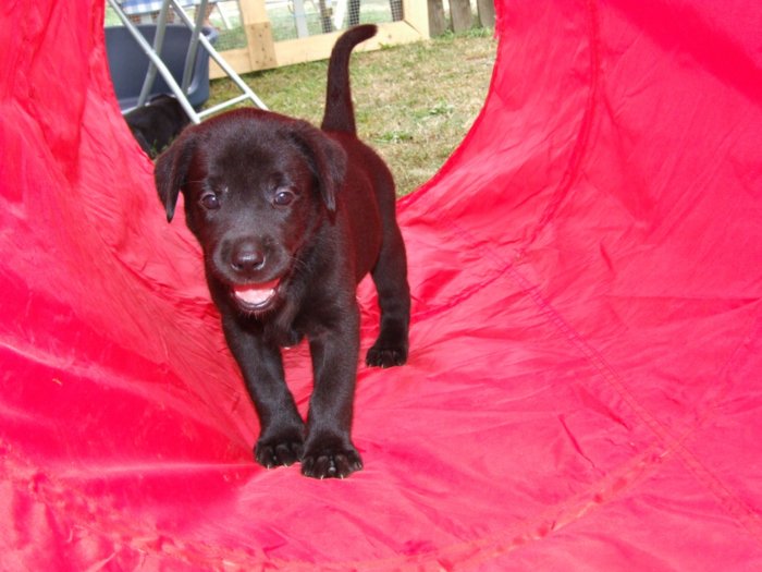 hundebabies_074.jpg