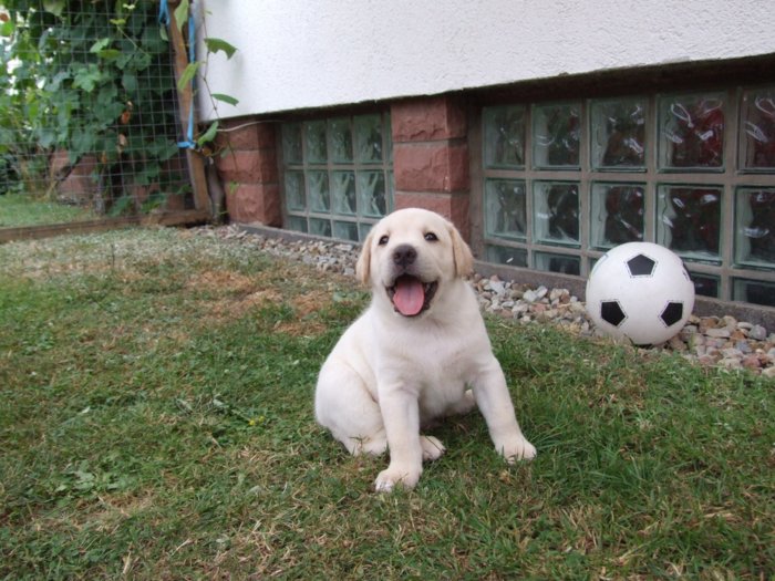 hundebabies_098.jpg