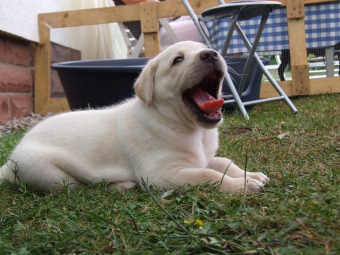 hundebabies_100.jpg