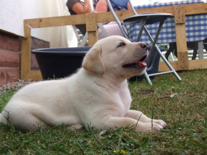 hundebabies_101.jpg