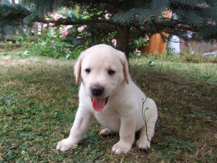 hundebabies_111.jpg