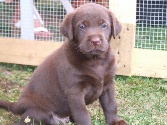hundebabies_118.jpg