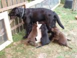 hundebabies_002.jpg