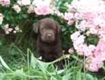 hundebabies_165.jpg