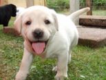 hundebabies_071.jpg