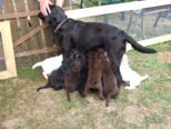 hundebabies_005.jpg
