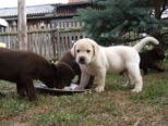 hundebabies_009.jpg
