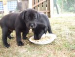 hundebabies_011.jpg