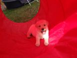 hundebabies_028.jpg