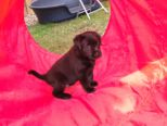 hundebabies_029.jpg