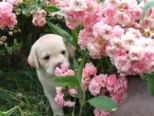 hundebabies_049.jpg