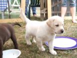 hundebabies_050.jpg
