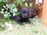 hundebabies_066.jpg